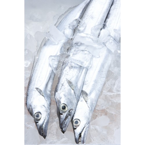 제주은갈치(생)