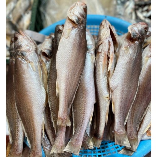 반건조 민어조기