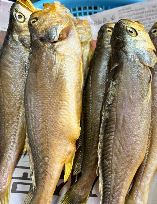 반건조 부세조기