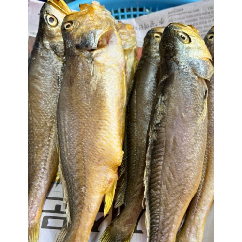 반건조 부세조기