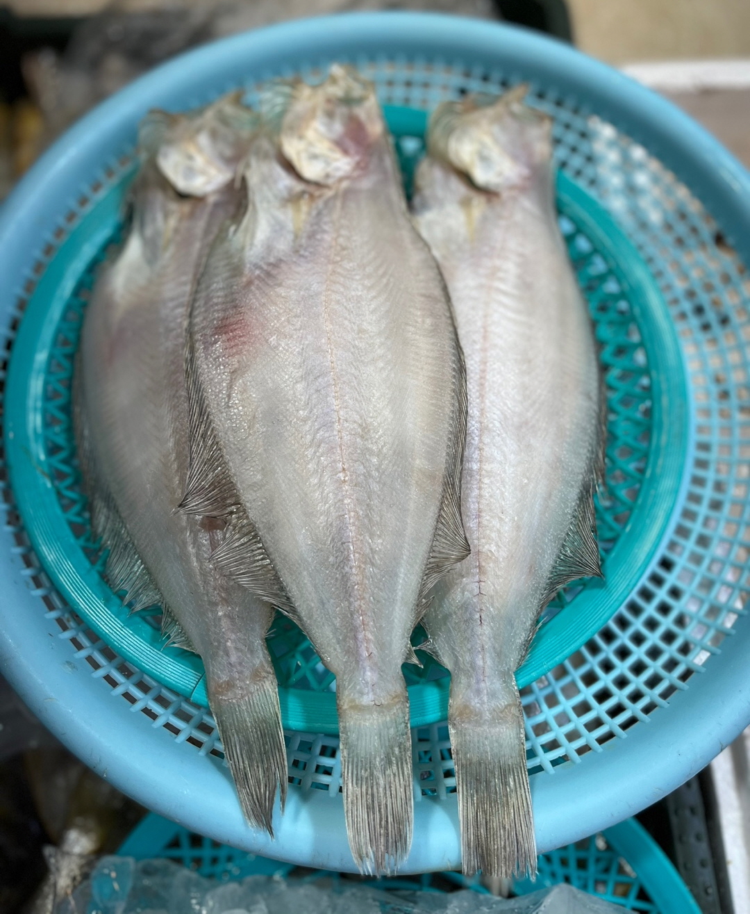 반건조 참가자미(생)