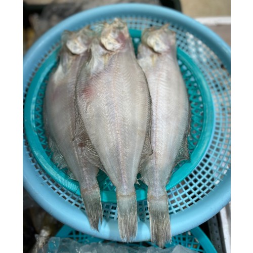 반건조 참가자미(생)