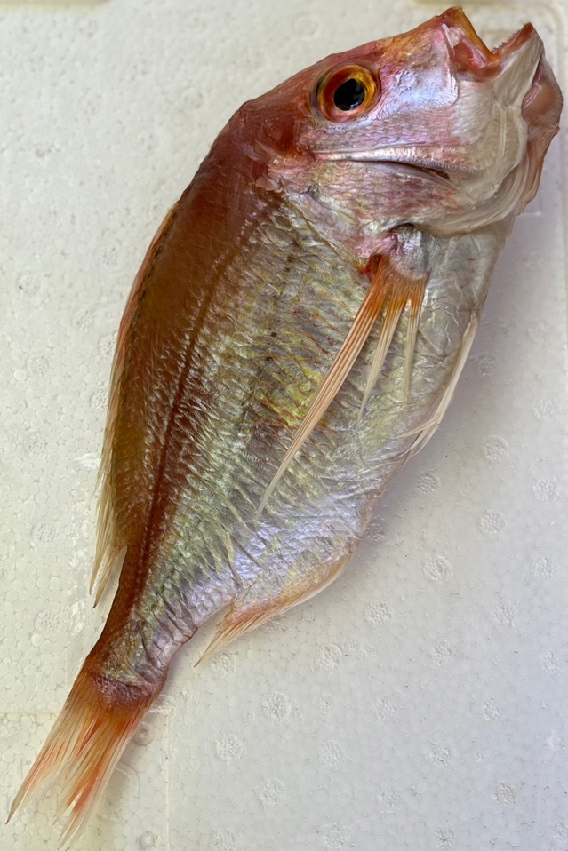 생선의 왕 꽃돔