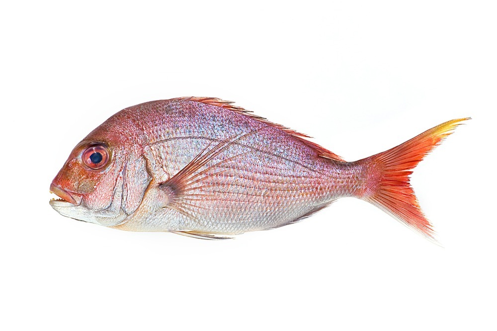 생선의 왕 꽃돔