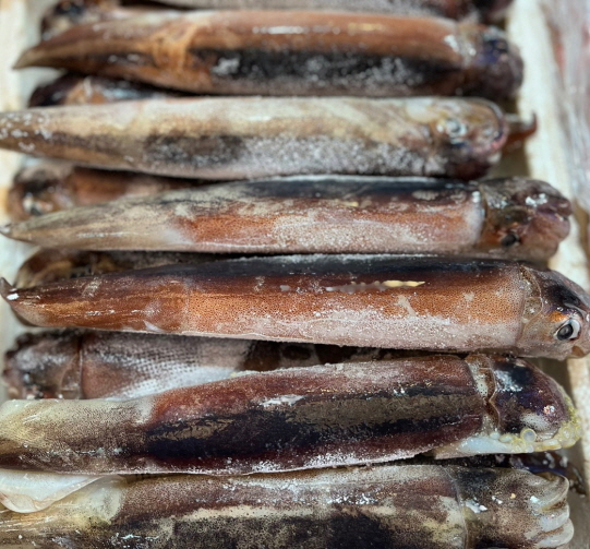 초코오징어(선상)