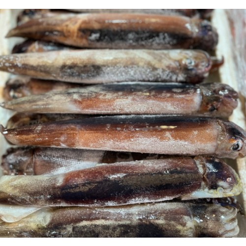 초코오징어(선상)